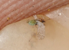 Acizzia acaciaebaileyanae