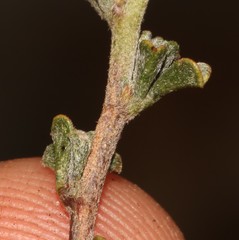 Indigofera obcordata