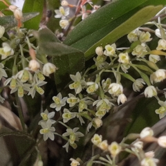 Scaphyglottis micrantha