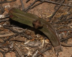 Crassula pyramidalis