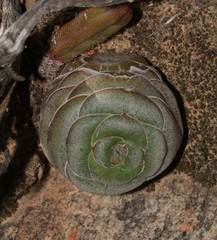Crassula hemisphaerica