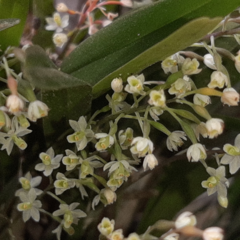 Scaphyglottis micrantha