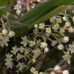 Scaphyglottis micrantha