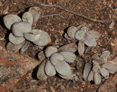 Crassula tecta