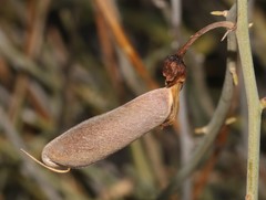 Crotalaria lebeckioides