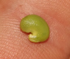Crotalaria lebeckioides