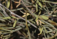 Crotalaria lebeckioides