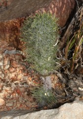 Eriospermum paradoxum