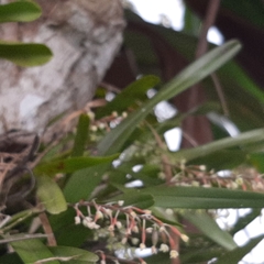 Scaphyglottis micrantha