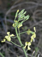 Raphanus raphanistrum raphanistrum