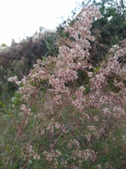 Acanthostyles buniifolius