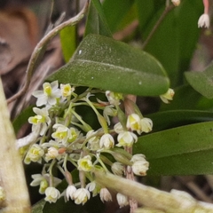 Scaphyglottis micrantha