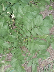 Raphanus raphanistrum raphanistrum