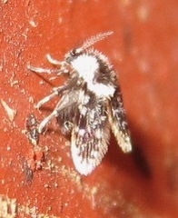 Lepiseodina conspicua