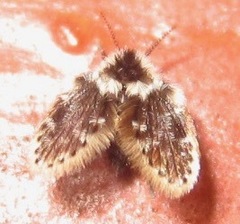 Lepiseodina conspicua