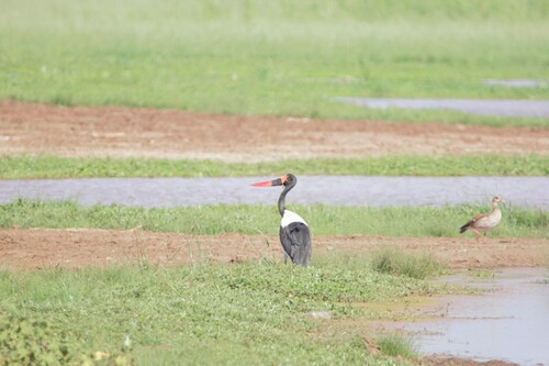 iNaturalist image