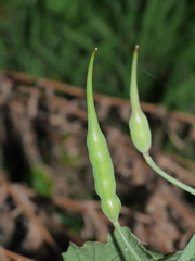 Raphanus raphanistrum raphanistrum