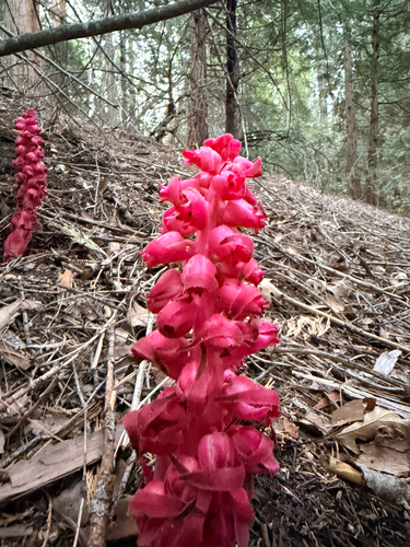 iNaturalist observation photo of Snowplant