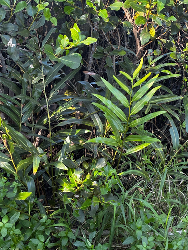 Acrostichum speciosum, photograph 3