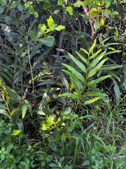 Acrostichum speciosum, photograph (c) Zoe Anthony Quested, some rights reserved (CC BY)