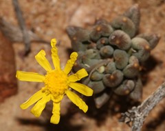 Crassothonna capensis