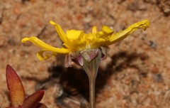Crassothonna capensis