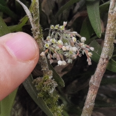 Scaphyglottis micrantha