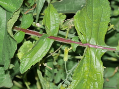 Raphanus raphanistrum raphanistrum