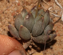 Crassothonna capensis