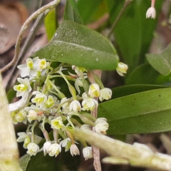 Scaphyglottis micrantha