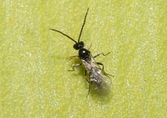 Aphidius