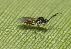 Aphidius