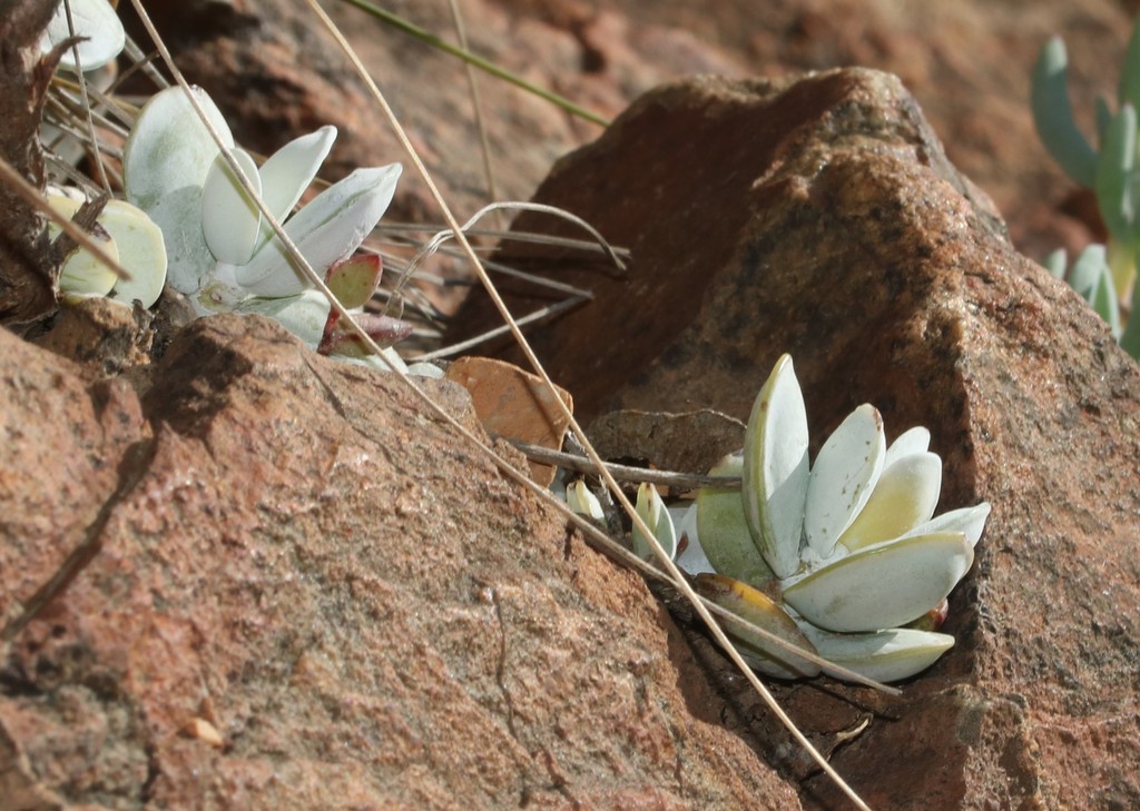 Adromischus leucophyllus, Cape Winelands, South Africa