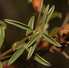 Argyrolobium pachyphyllum