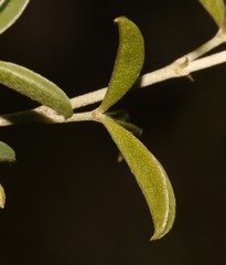 Argyrolobium pachyphyllum