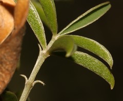 Argyrolobium pachyphyllum