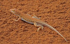 Wedge-Snouted Desert Lizard photo 4