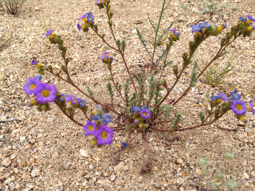 Fremont's phacelia (Phacelia fremontii)