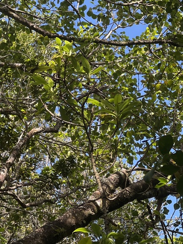 Dubautia knudsenii observed 2026-05-19