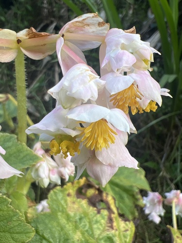 Hillebrandia sandwicensis observed 2026-05-19