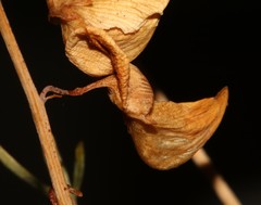 Crotalaria lebeckioides