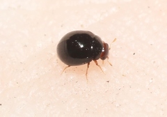 Delphastus catalinae