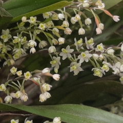 Scaphyglottis micrantha