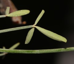Crotalaria lebeckioides