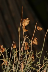 Crotalaria lebeckioides