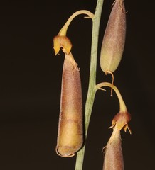 Crotalaria lebeckioides