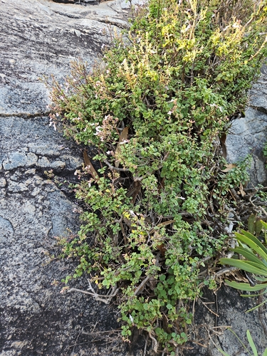 Aeollanthus parvifolius