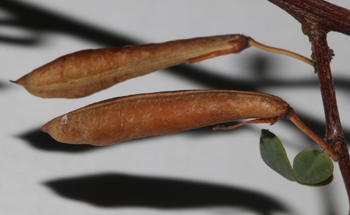 Image of Indigofera cogmaniana by (c) Brian du Preez, some rights reserved (CC BY-SA)