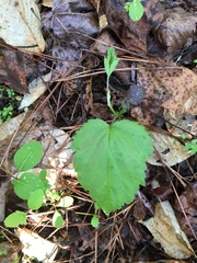 Cardamine diphylla