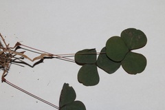 Oxalis orbicularis